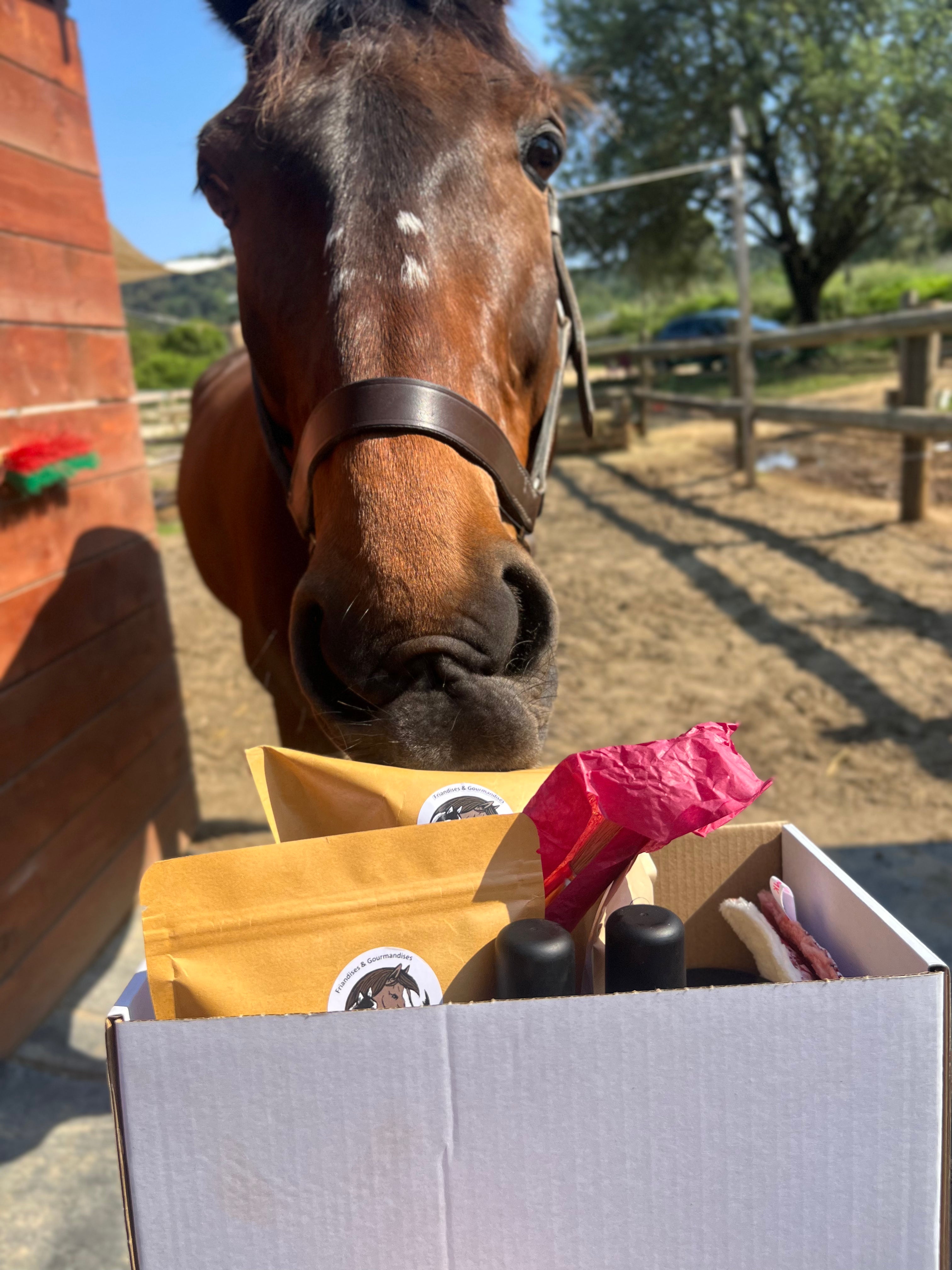 🐴 Box pour chevaux